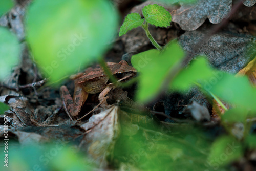 A small brown frog found in the forest