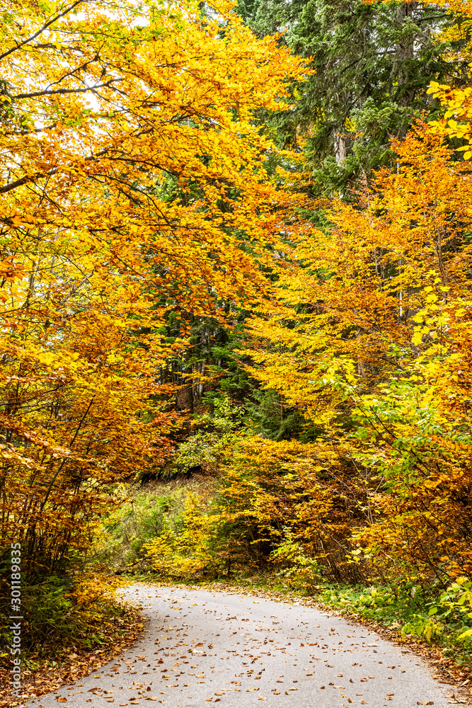 Fototapeta premium Beautiful fall colours driving through the durmitor national park in montenegro