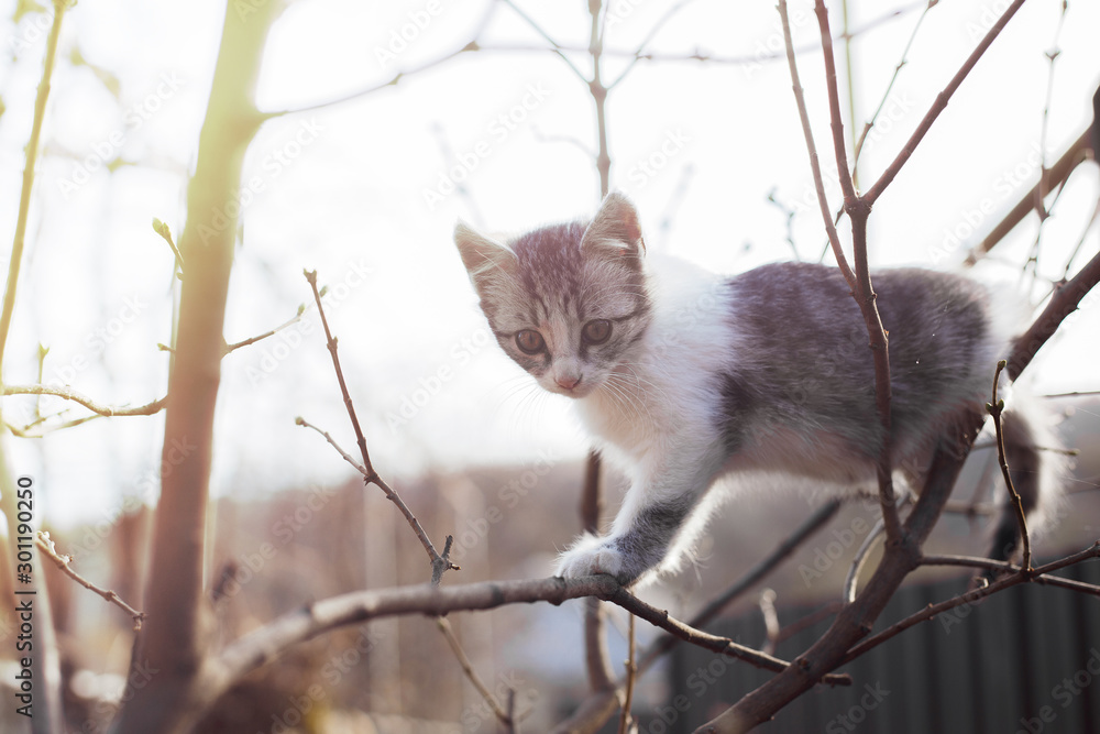 Young fluffy active cat, outside playing in a tree. Young fluffy active cat, outside playing in a tree.