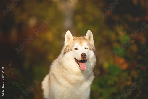 Close-up Portrait of gorgeous Beige Siberian Husky in fall season on a forest background.