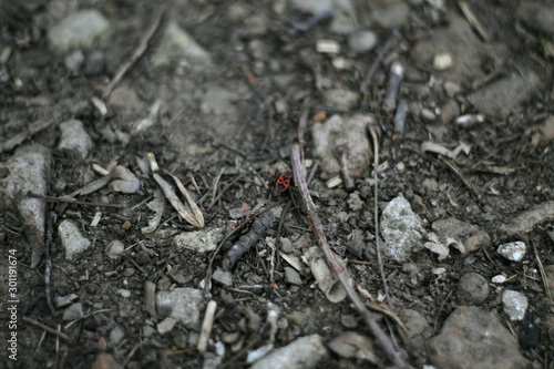 ants in anthill