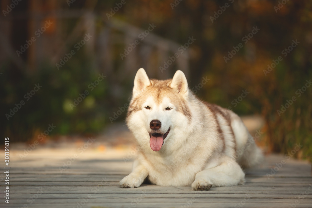 Beige and white Siberian Husky dog lying on the wooden bridge in the forest in bright golden autumn season. Beige and white Siberian Husky dog lying on the wooden bridge in the forest in bright golden autumn season.