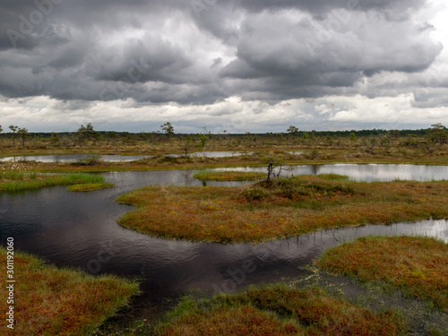 Fototapeta Naklejka Na Ścianę i Meble -  landscape with bog lake and small islands, bog pines and water reflections