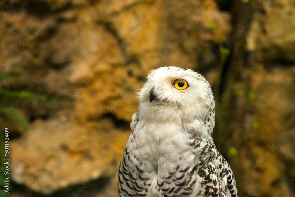 Obraz premium head shot The Owl.owl eyes.