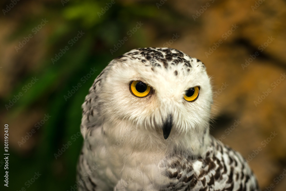 Fototapeta premium head shot The Owl.owl eyes.