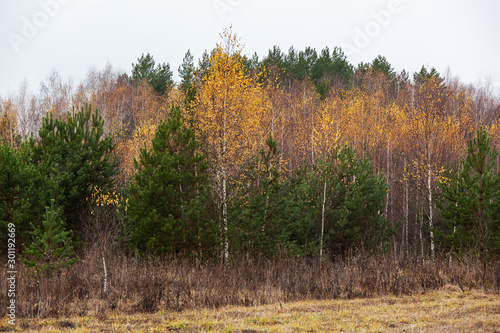 Late autumn in the forest of Ugra National park, Russia