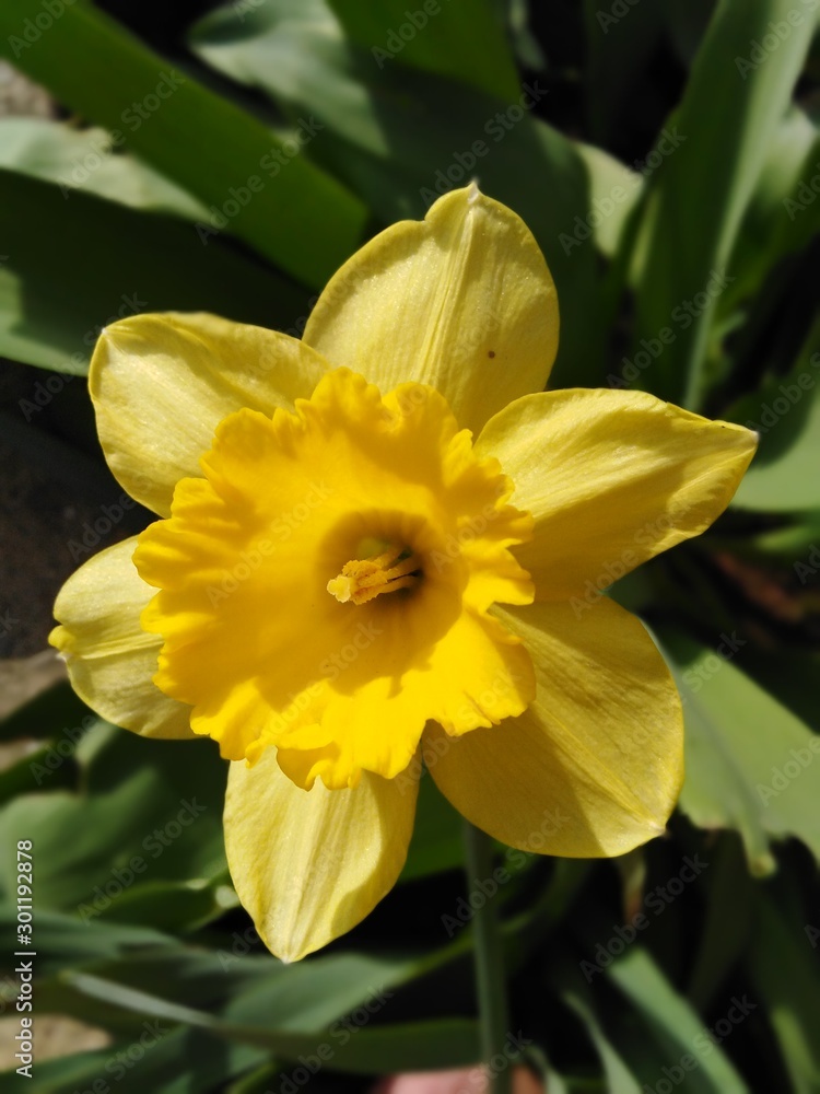 Fototapeta premium daffodils in garden