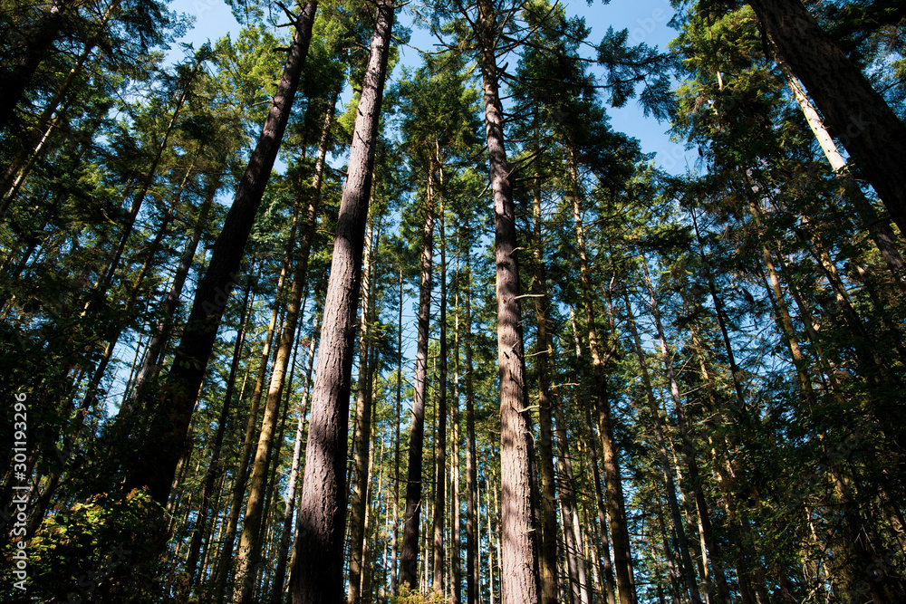 Road trip in Vancouver Island: impressively tall douglas firs, view from below.