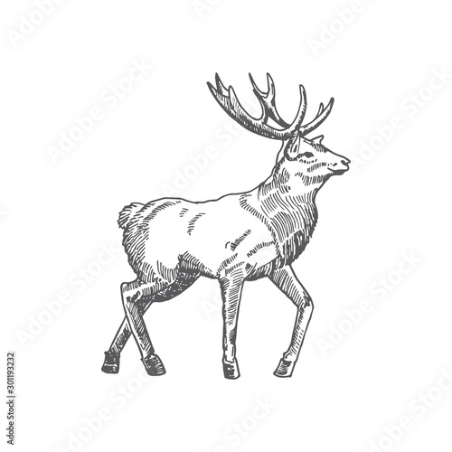 Hand Drawn Christmas Reindeer or Deer Vector Illustration. Abstract Rustic Sketch. Winter Holiday Engraving Style Drawing. © createvil