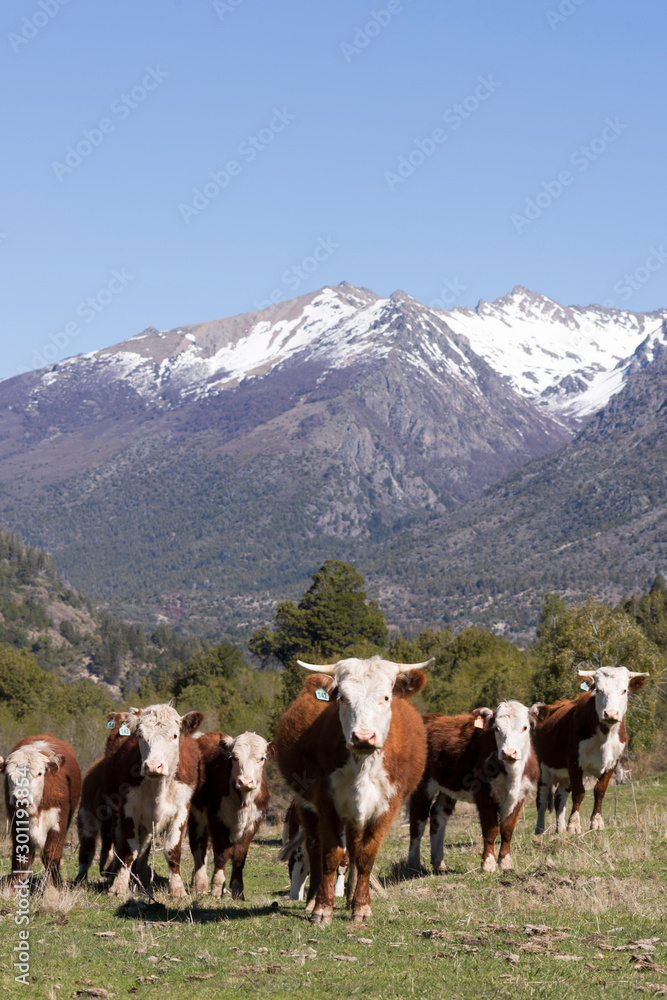 Terneros de raza Hereford pastando en campos de la Patagonia, Argentina. 