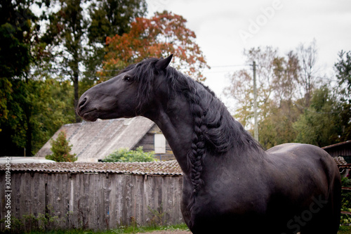 Portrait of beautiful black friesian horse