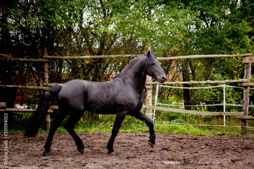 Beautiful friesian horse  trotting in the paddock