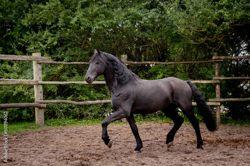 Beautiful friesian horse  trotting in the paddock