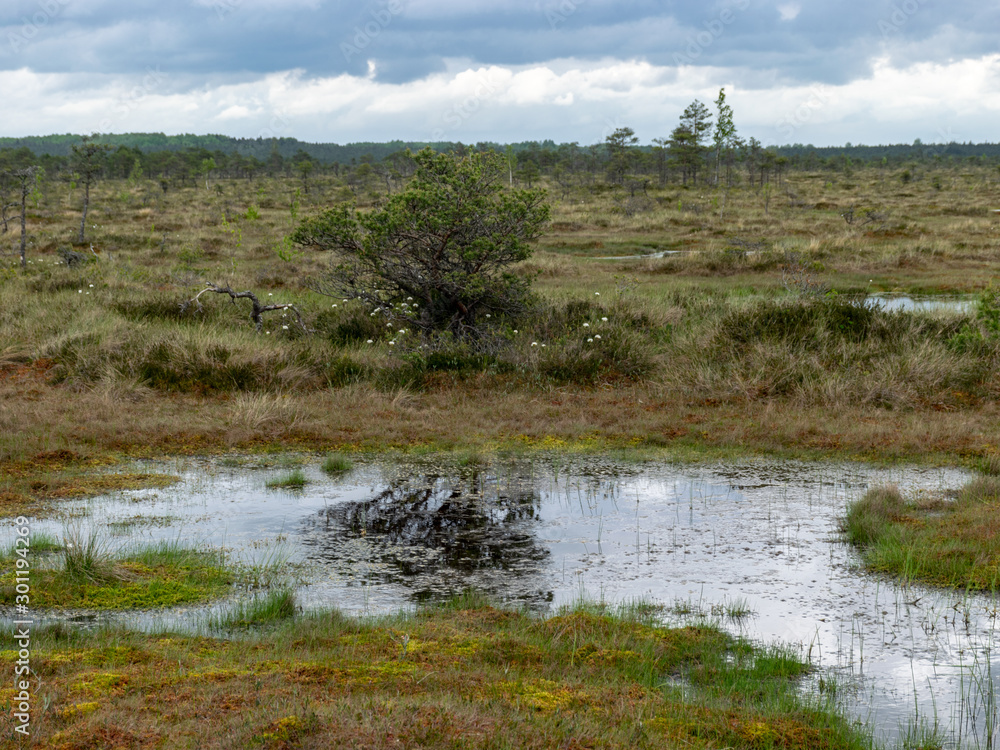 landscape with bog lake and small islands, bog pines and water reflections landscape with bog lake and small islands, bog pines and water reflections
