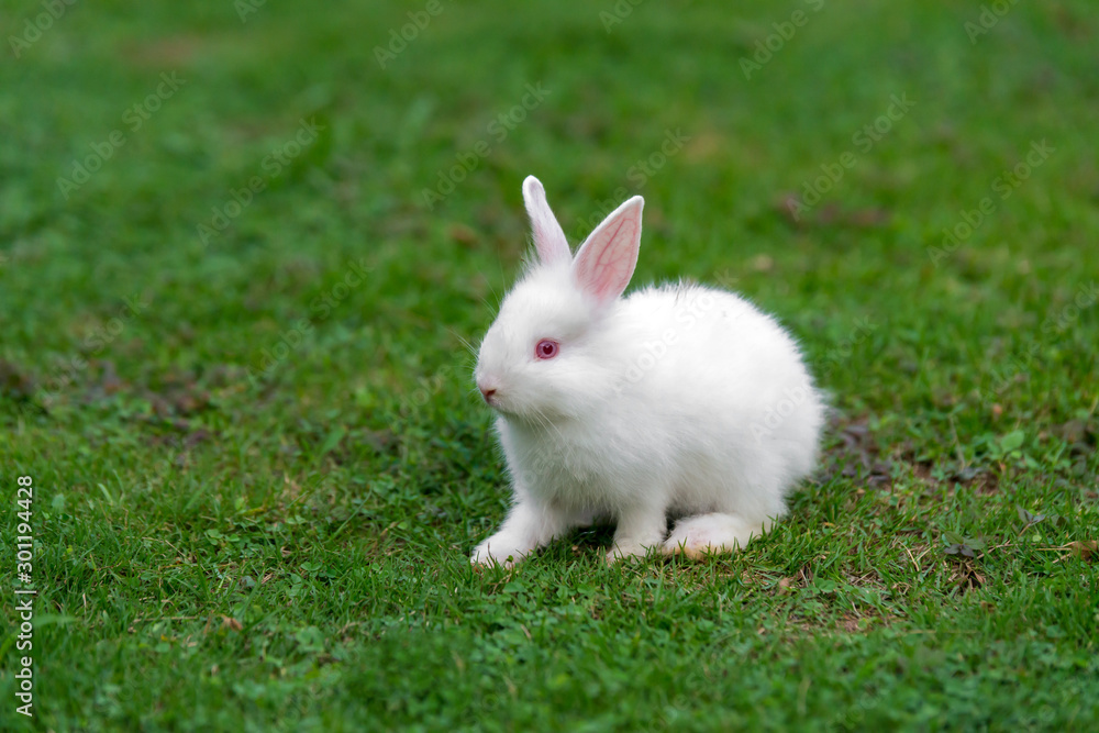 White baby funny rabbit on green grass. White baby funny rabbit on green grass.
