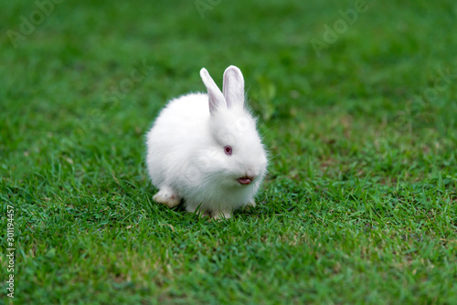 White baby funny rabbit on green grass.