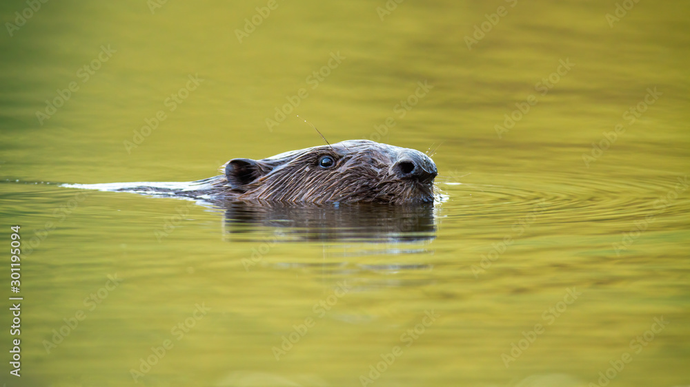 A wet eurasian beaver, castor fiber, submerged in the water up to his ...