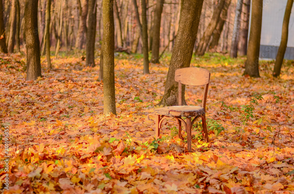 old wooden chair stands on the yellow fallen foliage among the trees in the autumn park old wooden chair stands on the yellow fallen foliage among the trees in the autumn park