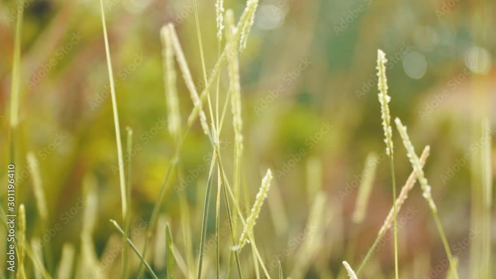 green grass close-up. Green grass macro. Abstract natural background of green grass swayed by the wind on beauty blurred bokeh. Meadow grass in the countryside. green grass close-up. Green grass macro. Abstract natural background of green grass swayed by the wind on beauty blurred bokeh. Meadow grass in the countryside.