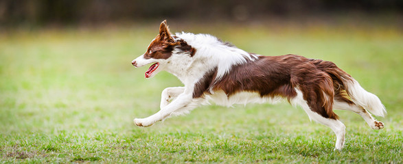 Dog run side view. Young brown white border collie jump on meadow.