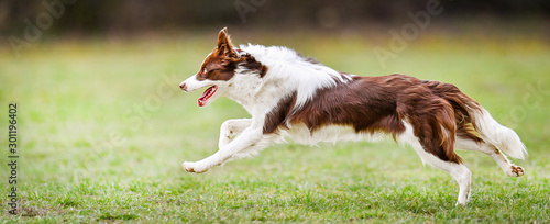 Dog run side view. Young brown white border collie jump on meadow.