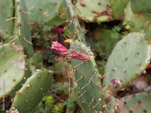 (Opuntia ficus-indica) Figuier de Barbarie 'sanguigna' aux fruits ou figues rougeâtres et épineuses  photo