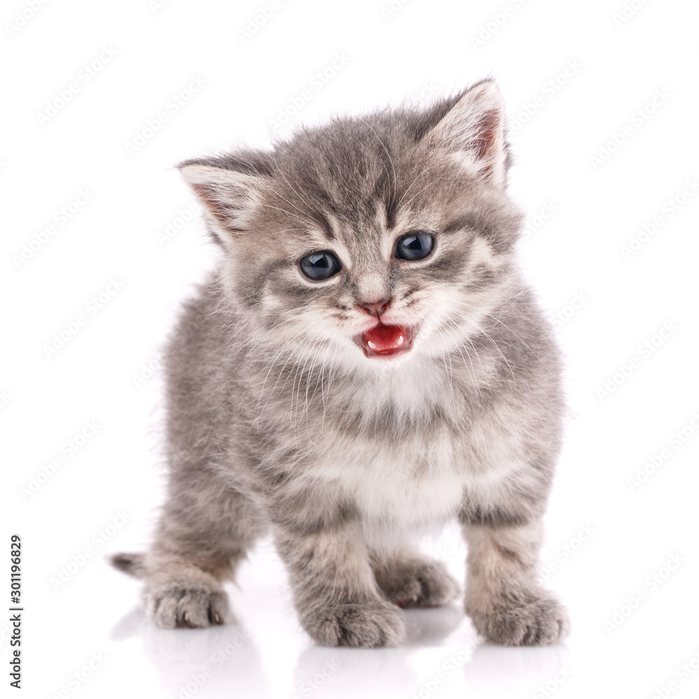 A true friend. Cat is isolated on white A true friend. Cat is isolated on white