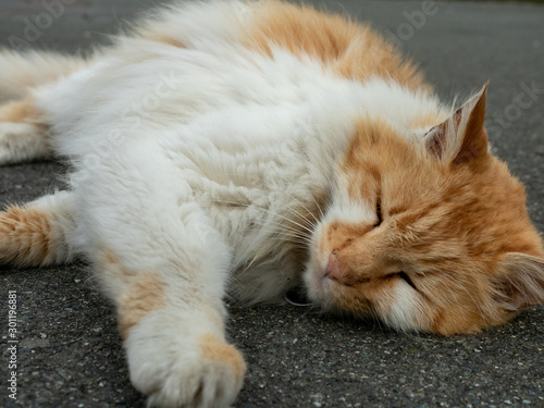 Ginger and white cat