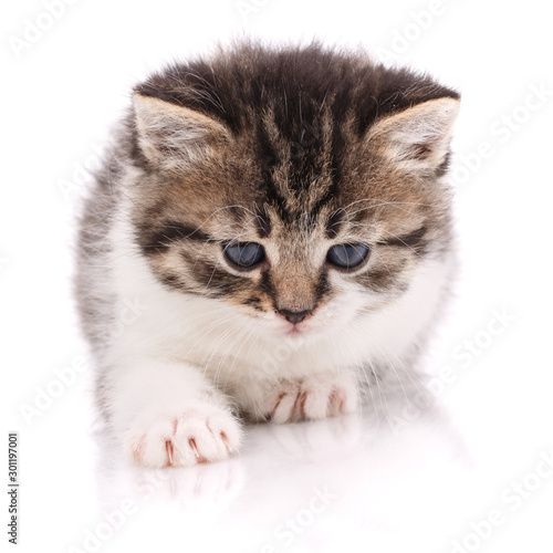 Cute striped kitten with blue eyes on a white © serkucher
