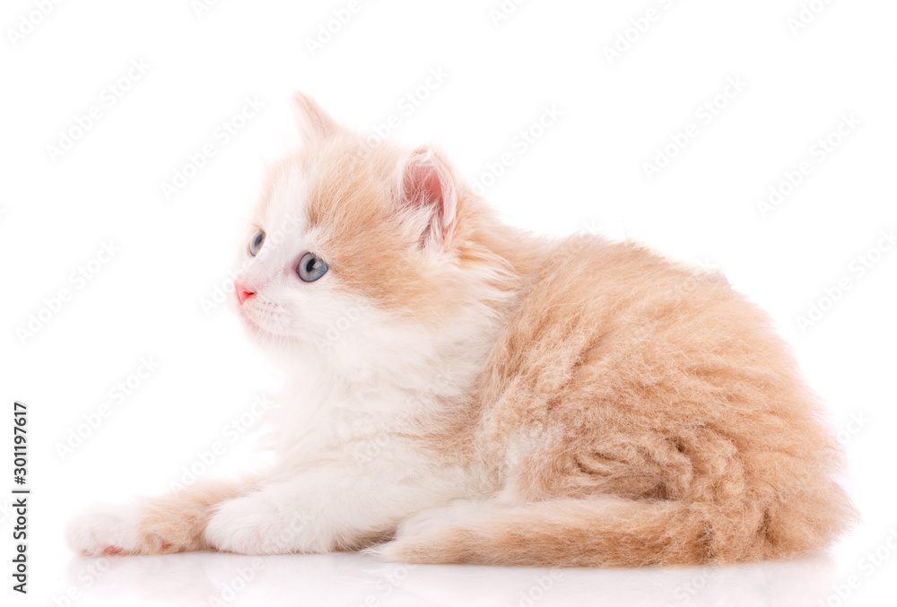 Happy cat on a white background. A frustrated cat