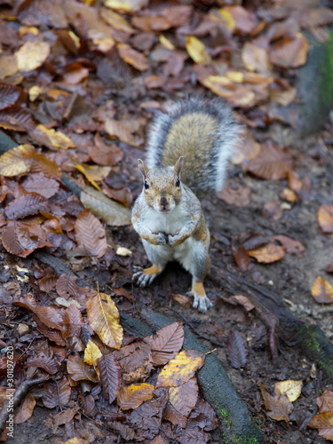 Scoiattolo nel parco di Monza in autunno