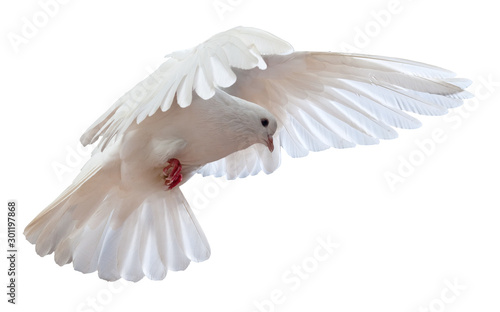 free flying white dove isolated on a white background