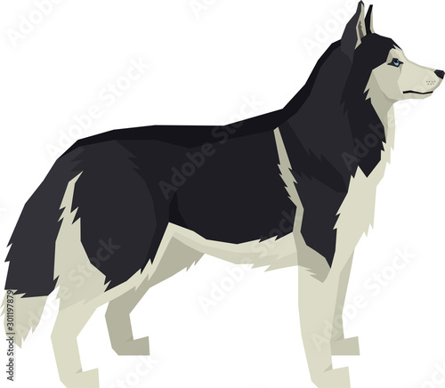 Vector illustration Dogs Siberian Husky