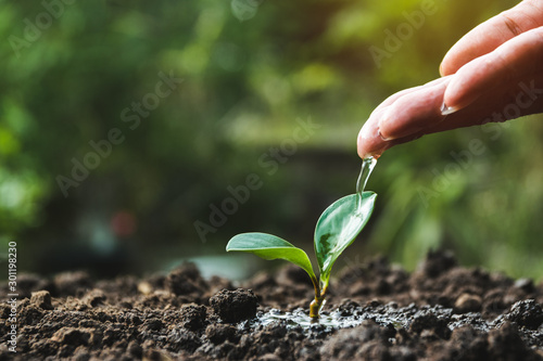 Hand of person watering young tree in the garden with sunshine on nature background.