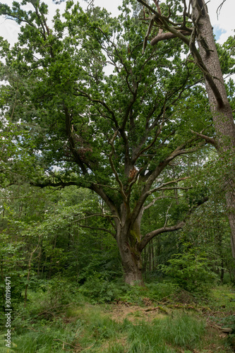 Very old oak tree in a German Moor forest landscape with fern  grass and deciduous trees