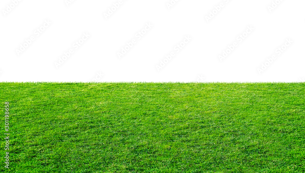 Green grass meadow field from outdoor park isolated in white background with clipping path. Outdoor countryside meadow nature.