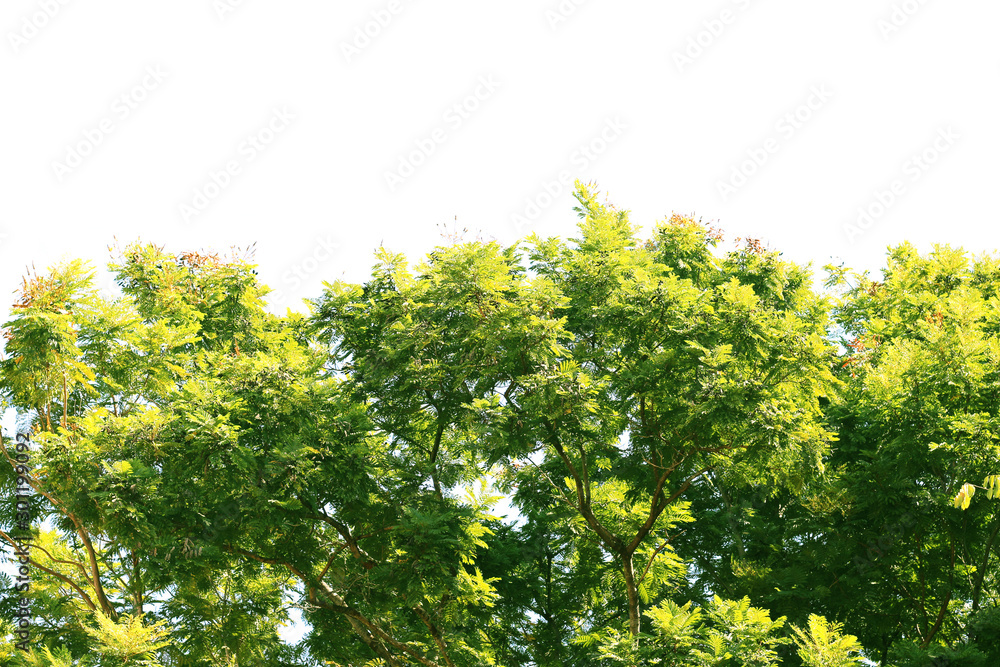 Tree isolated on white background Tree isolated on white background