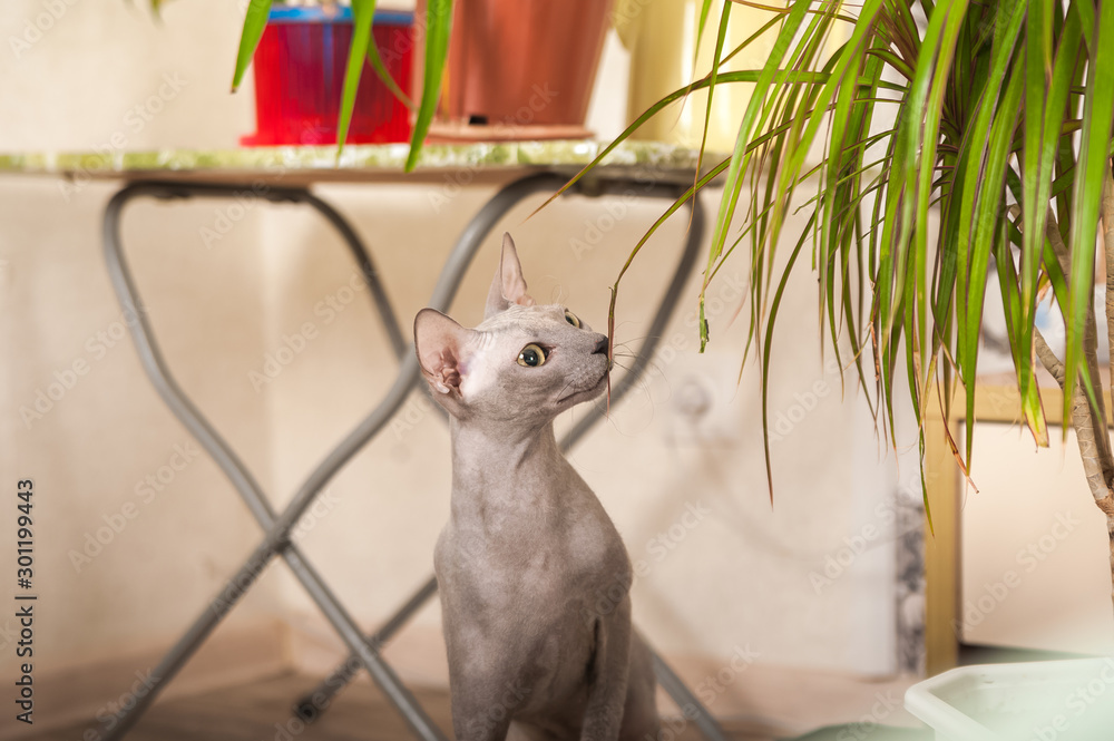 Gray domestic sphinx cat in the bedroom. Sphynx cat walks in the apartment, sniffs indoor flowers.