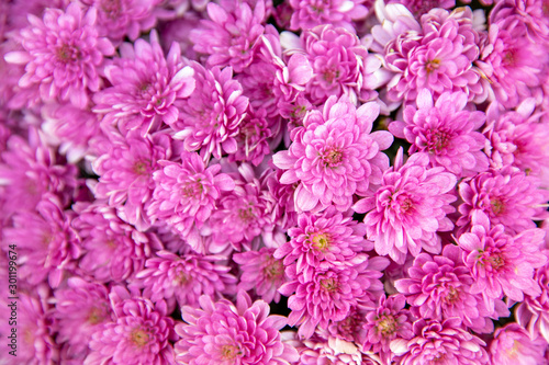 Pink color chrysanthemum flowers close up. Floral background.