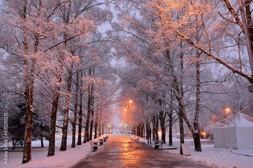 Beautiful urban alley with snowy trees and a path with benches under the light of lanterns