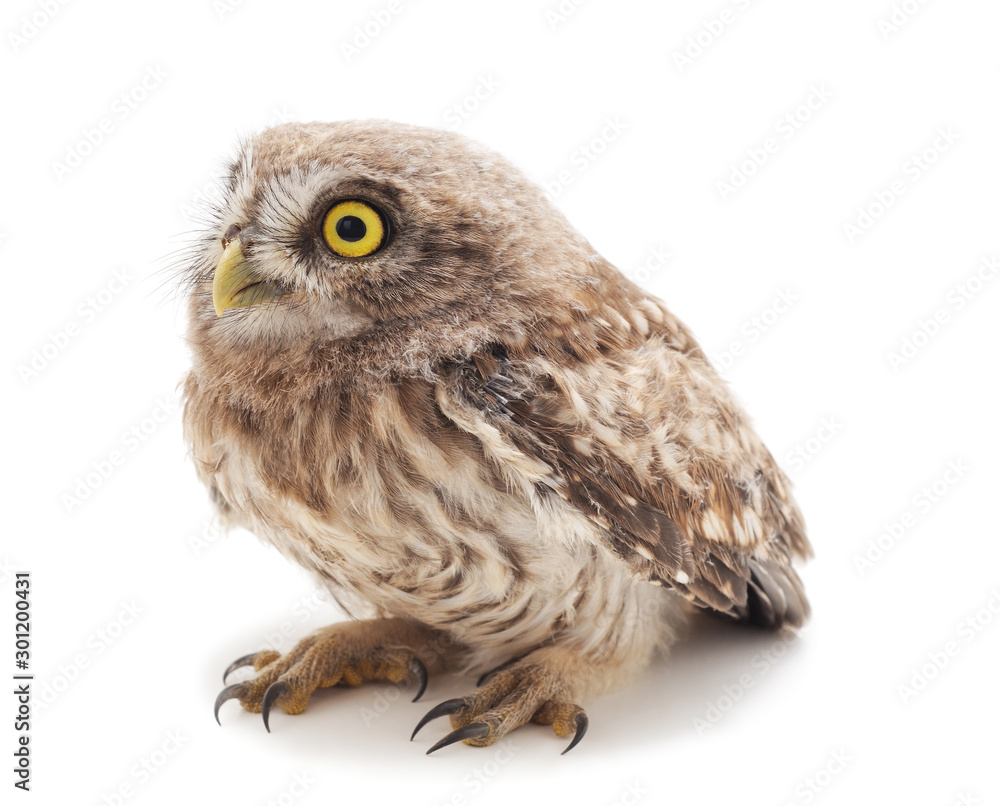 Naklejka premium One small owl.