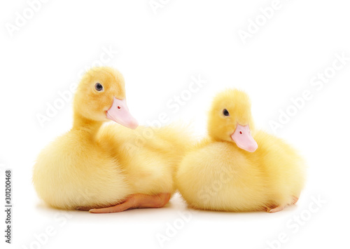 Two yellow ducklings.