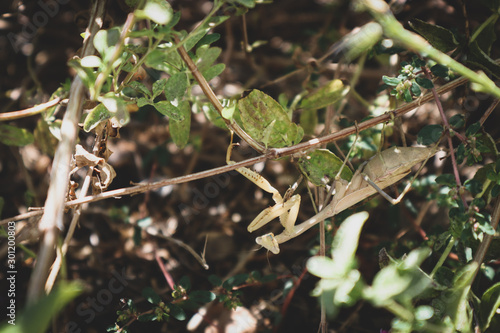 Praying Mantis in Garden © Xhico