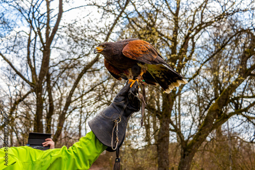 Bird of prey at Kasselburg Castle in Pelm, Rhineland-Palatinate, Germany photo