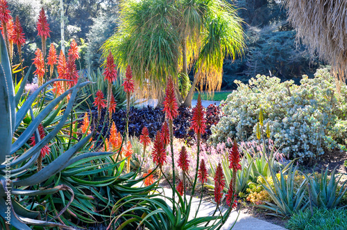 This California desert garden is loaded with colors and textures and is a great drought tolerant landscape solution.