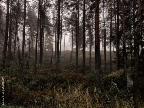 forest © lassi