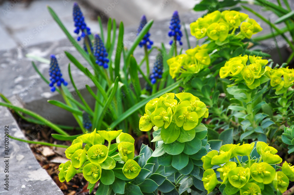 Φωτογραφία A beautiful early garden combination of tiny blue grape hyacinths and the acid green blooms and architectural foliage of donkey’s tail spurge  provide lasting colour and texture to the spring show
