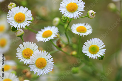 Group of beautiful flowers of daisy or erigeron on sunny summer day