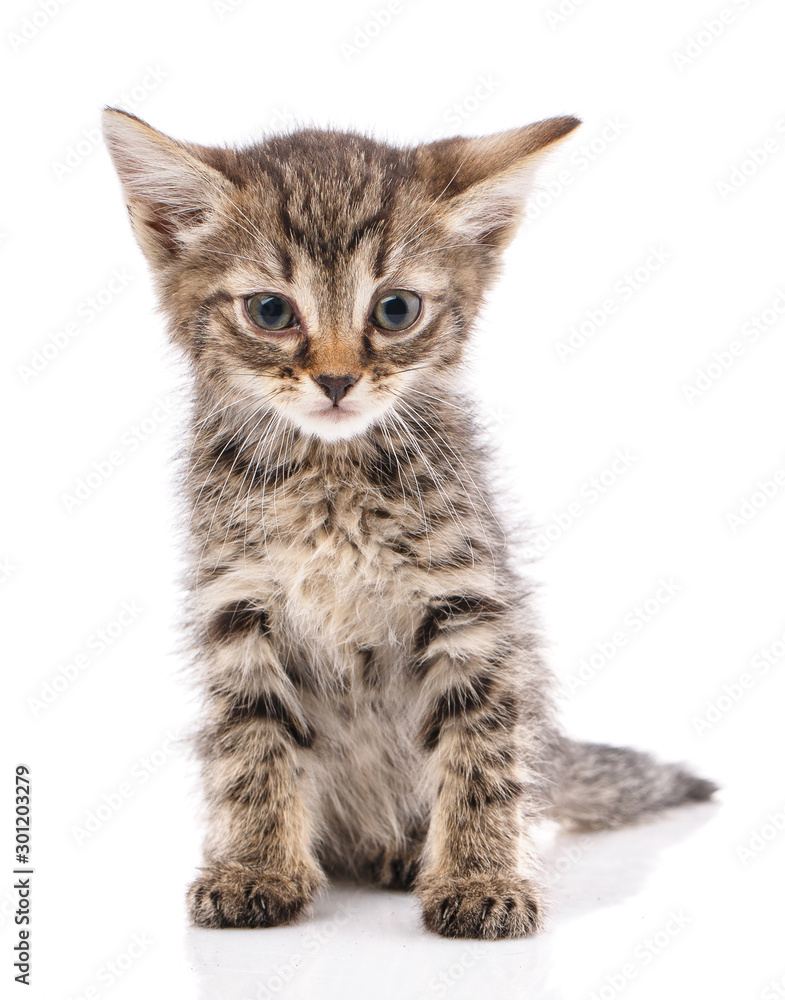 Fototapeta premium Gray strip a kitten on a white background.