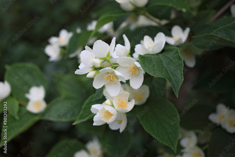 blooming bush of white jasmine, spring, freshness blooming bush of white jasmine, spring, freshness